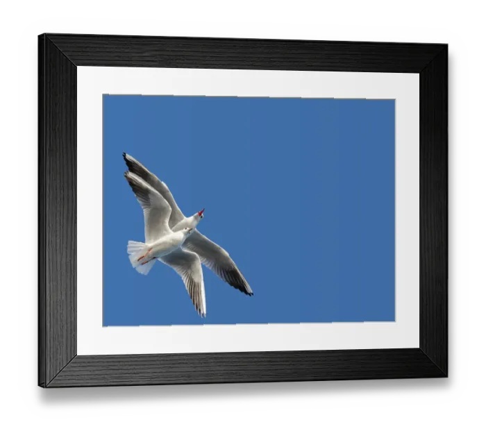 Framed Print : Pair of seagulls flying in blue a sky background Framed Print : Pair of seagulls flying in blue a sky background