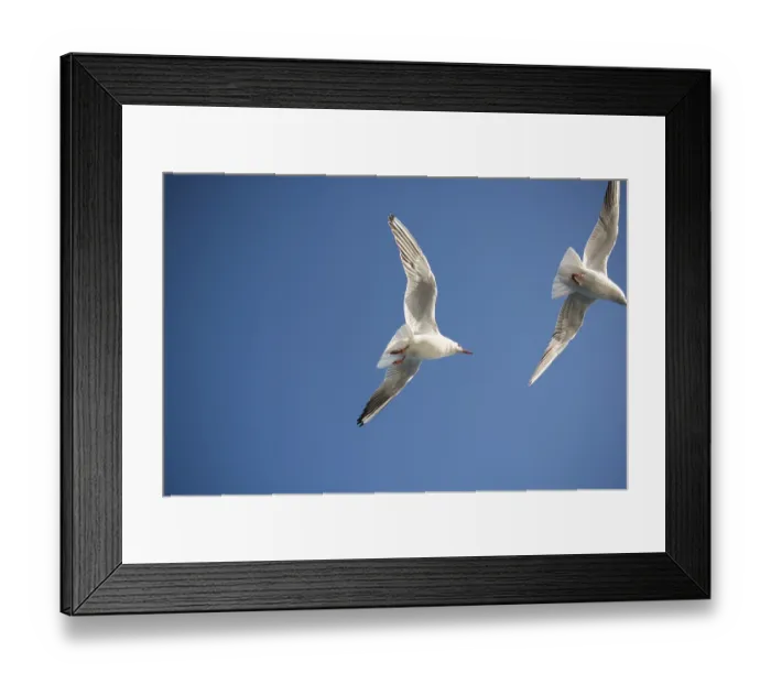 Framed Print : Pair of seagulls flying in blue a sky background Framed Print : Pair of seagulls flying in blue a sky background