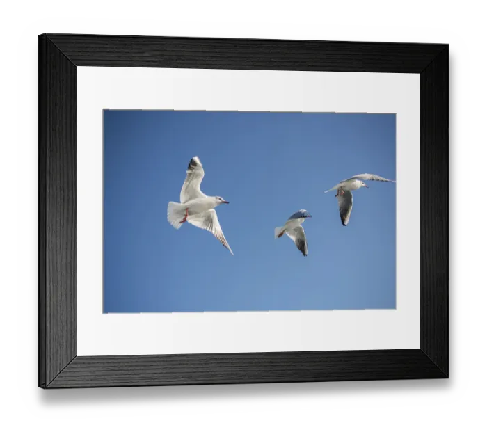 Framed Print : Seagull flying in a blue sky as a background