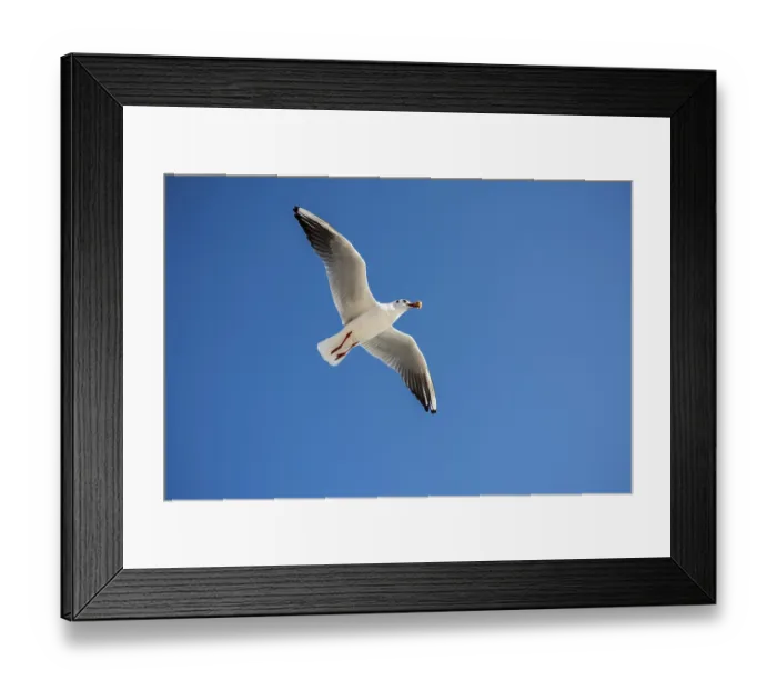 Framed Print : Single seagull flying in a blue sky background
