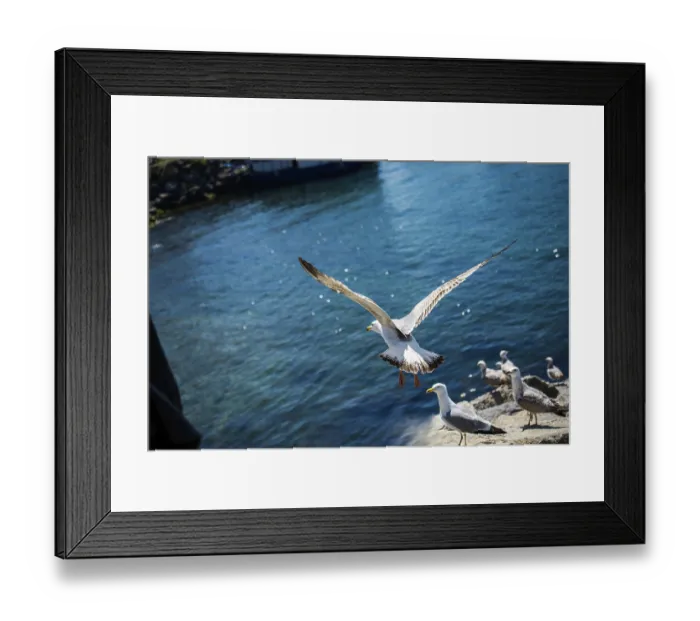 Framed Print : Seagulls is found on the shore of the sea Framed Print : Seagulls is found on the shore of the sea