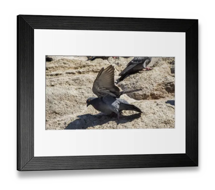 Framed Print : Single pigeon sitting on a rock background Framed Print : Single pigeon sitting on a rock background