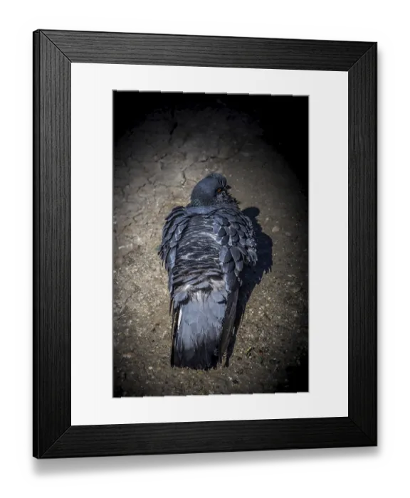 Framed Print : Lovely pigeon bird by live in an urban environment