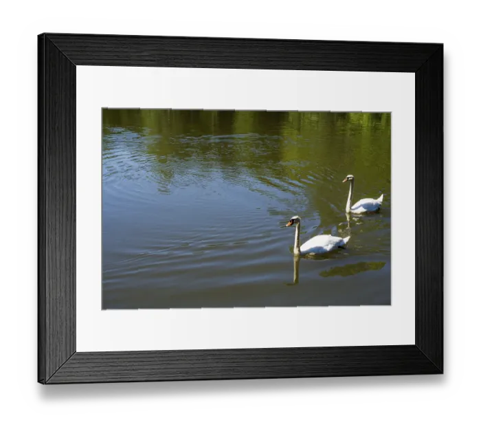 Framed Print : Lonely bird lives in the natural environment