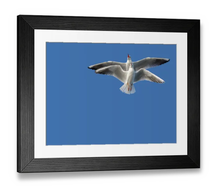 Framed Print : Pair of seagulls flying in blue a sky background