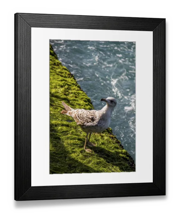 Framed Print : Single seagull is found on the shore of the sea Framed Print : Single seagull is found on the shore of the sea