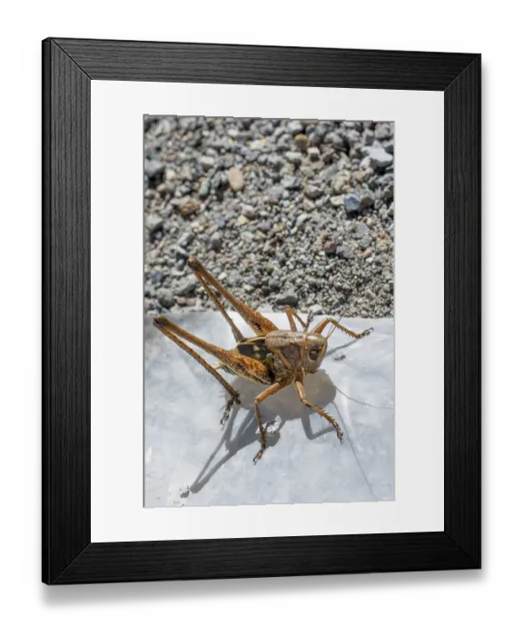 Framed Print : Grasshopper in open air on nature background Framed Print : Grasshopper in open air on nature background