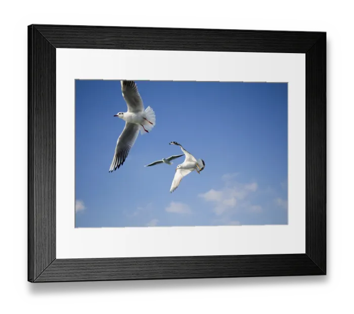 Framed Print : Pair of seagulls are flying in sky over the sea waters