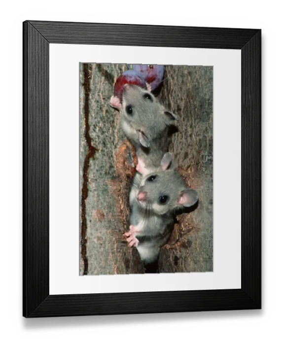 Framed Print : Common Edible dormouse (Glis glis)