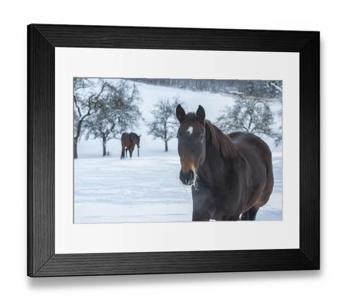 Framed Print : Brown horses in a deep snow-covered paddock in a rural setting in winter
