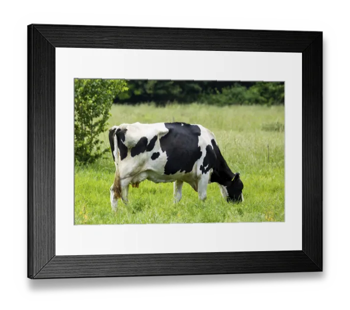 Framed Print : Dairy cow of the German Black Pied Cattle breed grazing in the Palatinate Framed Print : Dairy cow of the German Black Pied Cattle breed grazing in the Palatinate