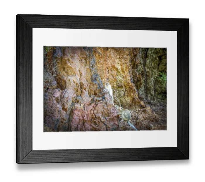 Framed Print : Taken (Capta), Monkey (Sima), Ko Lan Island