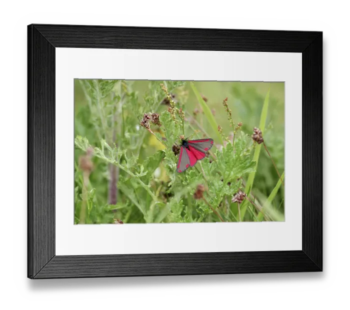 Framed Print : Cinnabar moth (Tyria jacobaeae) Framed Print : Cinnabar moth (Tyria jacobaeae)