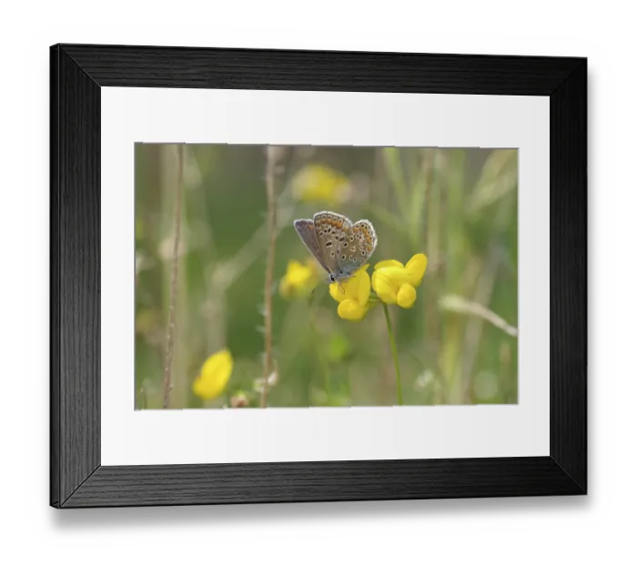 Framed Print : Common blue butterfly (Polyommatus icarus)