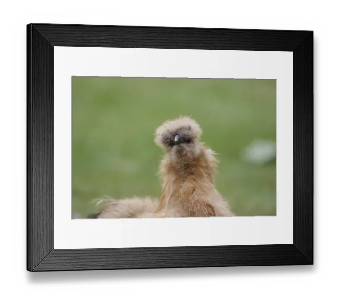 Framed Print : Domestic fowl (Gallus gallus domesticus) Framed Print : Domestic fowl (Gallus gallus domesticus)