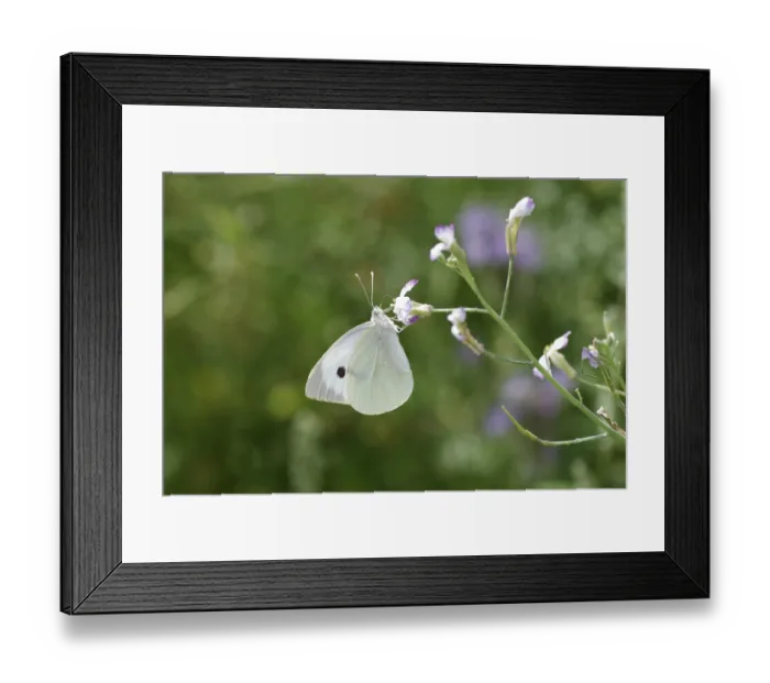 Framed Print : Cabbage butterfly (Pieris brassicae)