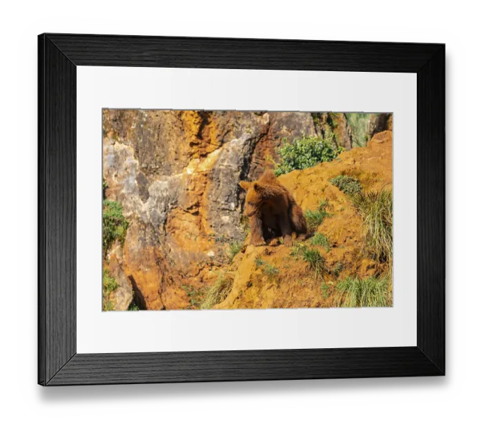 Framed Print : A bear cub is sitting on a rocky hillside