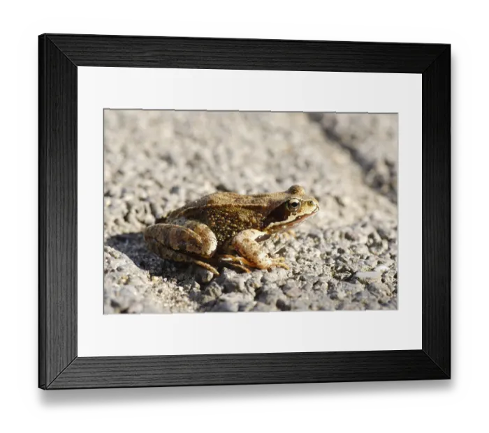 Framed Print : Common Frog (rana temporaria)