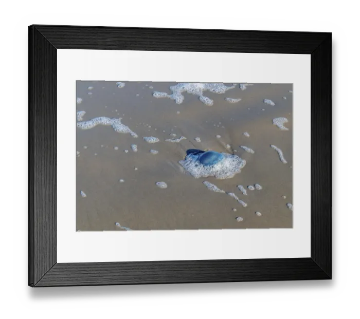 Framed Print : Rootmouth jellyfish Rhizostoma octopus in the north sea
