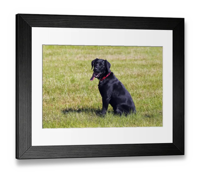 Framed Print : Black Labrador Retriever, young male dog