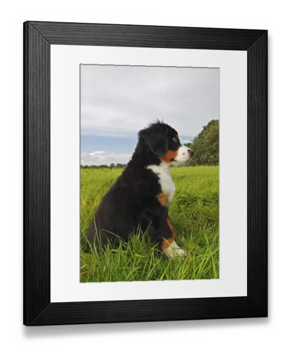 Framed Print : Bernese Mountain Dog (Canis lupus familiaris)