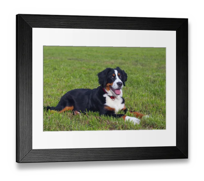 Framed Print : Bernese Mountain Dog (Canis lupus familiaris) Framed Print : Bernese Mountain Dog (Canis lupus familiaris)