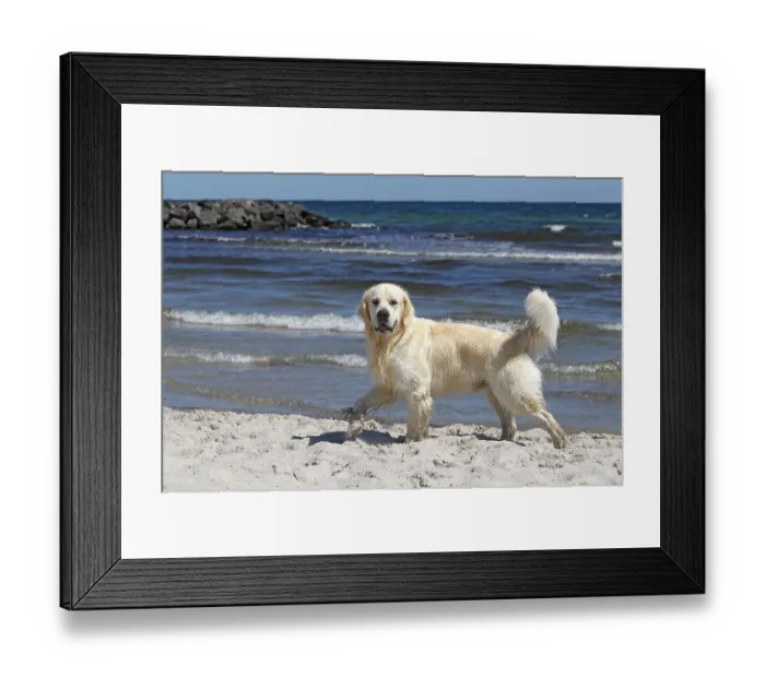 Framed Print : Golden Retriever dog (Canis lupus familiaris) Framed Print : Golden Retriever dog (Canis lupus familiaris)