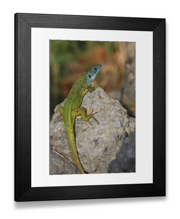 Framed Print : European Green Lizard (Lacerta viridis) male in breeding plumage basking on rocks