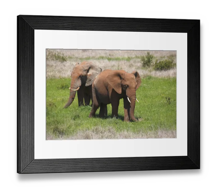 Framed Print : African bush elephants (Loxodonta africana) covered in red mud Framed Print : African bush elephants (Loxodonta africana) covered in red mud