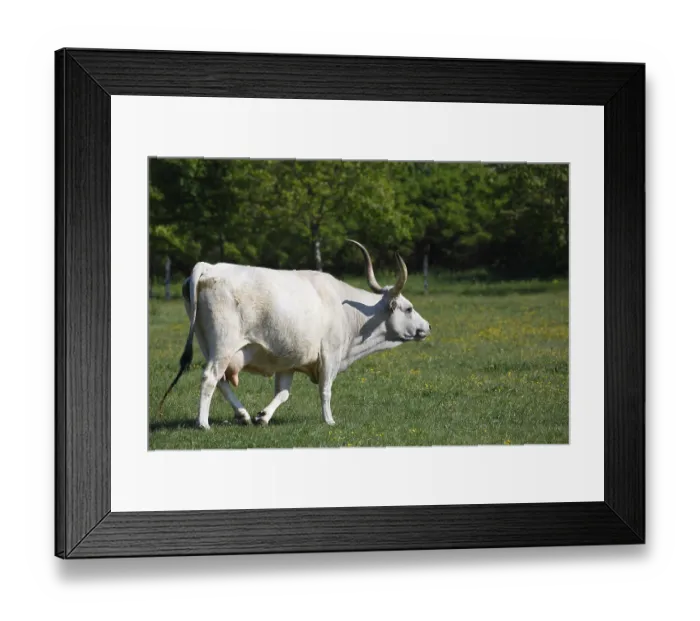 Framed Print : Hungarian Grey cattle (Bos primigenius taurus) Framed Print : Hungarian Grey cattle (Bos primigenius taurus)