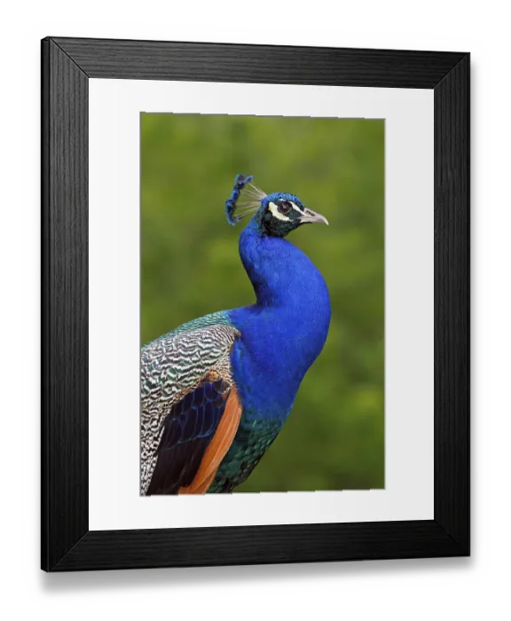 Framed Print : Peafowl (Pavo cristatus), cock Framed Print : Peafowl (Pavo cristatus), cock