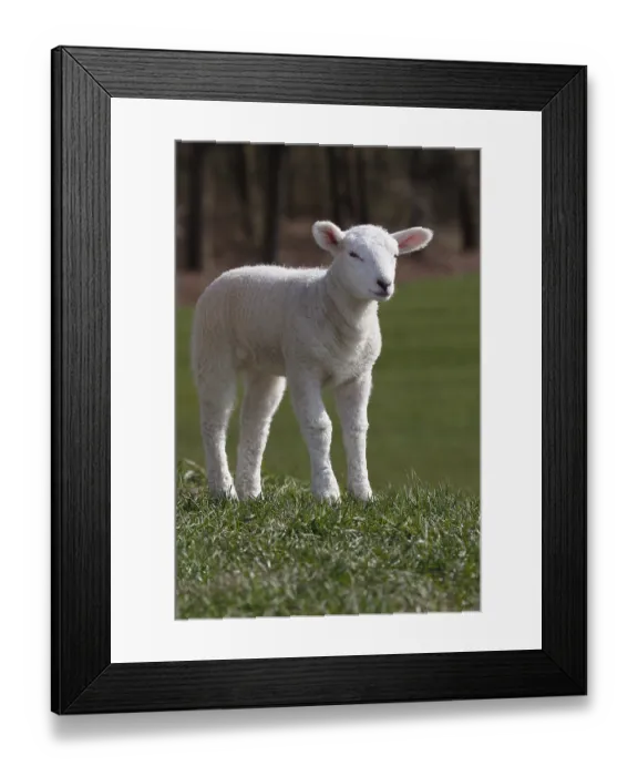 Framed Print : Domestic sheep (Ovis gmelini aries)
