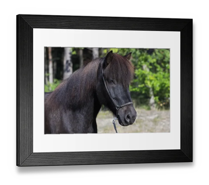 Framed Print : Icelandic horse ( Equus islandicus) Gelding in the forest