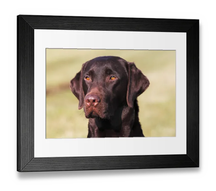 Framed Print : Brown Labrador Retriever (Canis lupus familiaris)