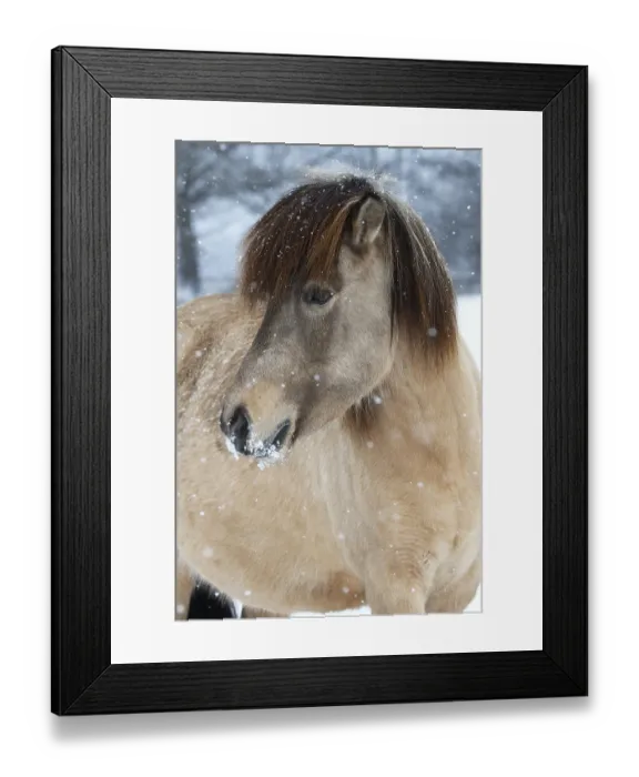 Framed Print : Icelandic horse (Equus islandicus)