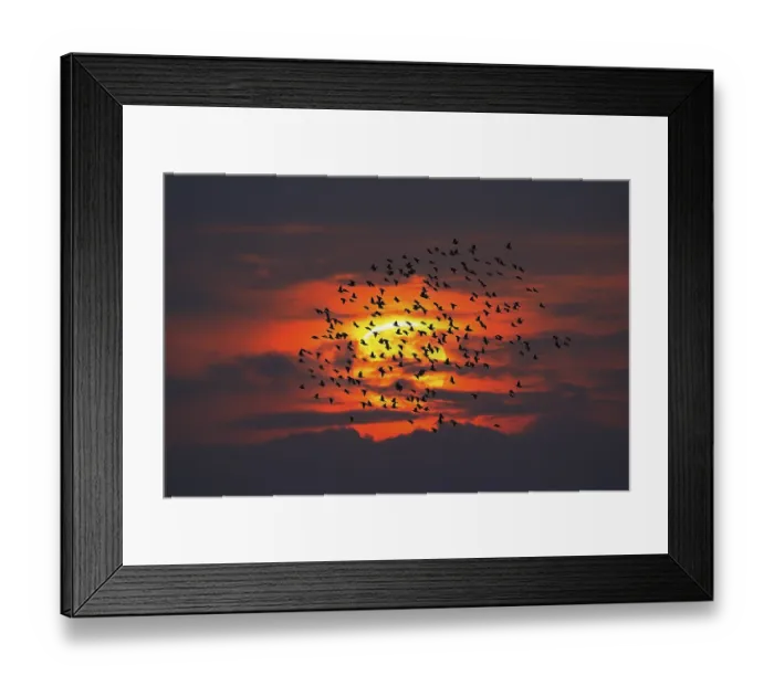 Framed Print : Common starling (Sturnus vulgaris) flying in a flock in front of the setting sun