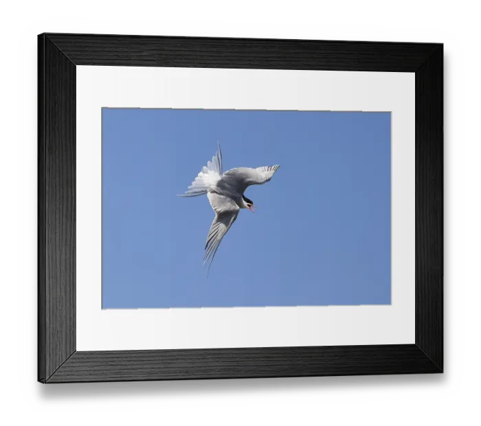Framed Print : Common Tern (Sterna hirundo) in swooping flight Framed Print : Common Tern (Sterna hirundo) in swooping flight