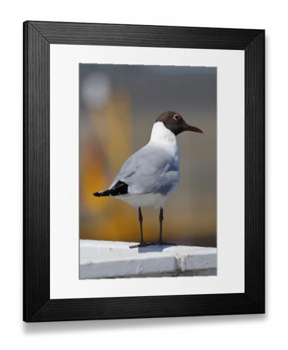 Framed Print : Black-headed Black-headed Gull (Larus ridibundus) in breeding plumage standing on a railing in the harbour Framed Print : Black-headed Black-headed Gull (Larus ridibundus) in breeding plumage standing on a railing in the harbour