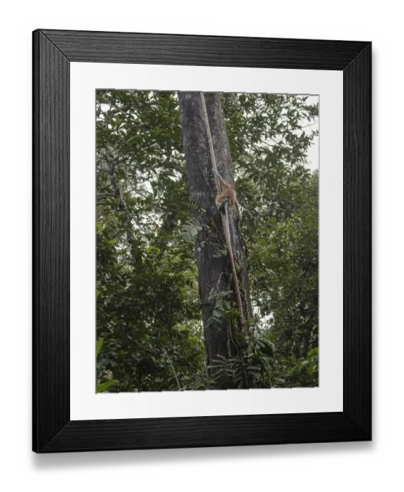Framed Print : Proboscis Monkey climbing on tree in Bako national park