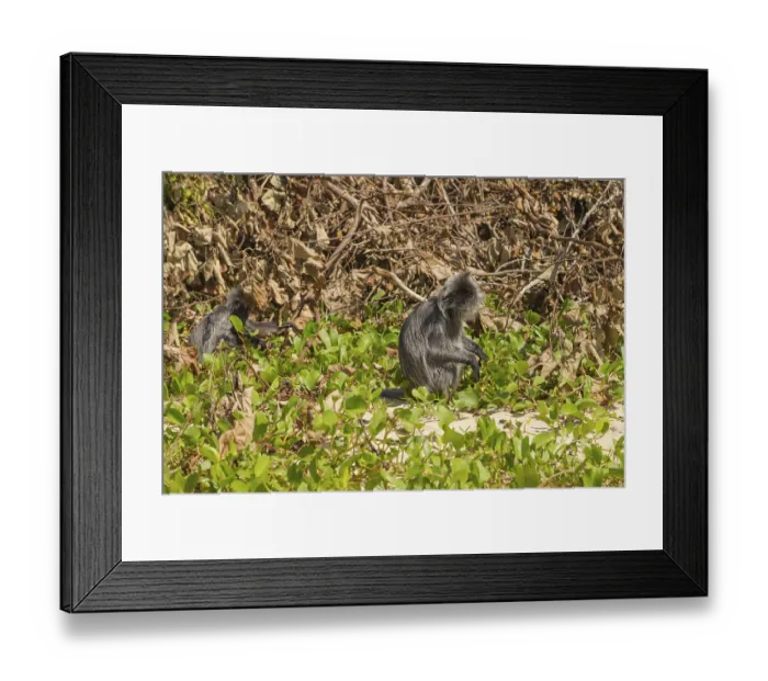 Framed Print : Silvery lutung or silvered leaf langur monkey (Trachypithecus cristatus) Framed Print : Silvery lutung or silvered leaf langur monkey (Trachypithecus cristatus)