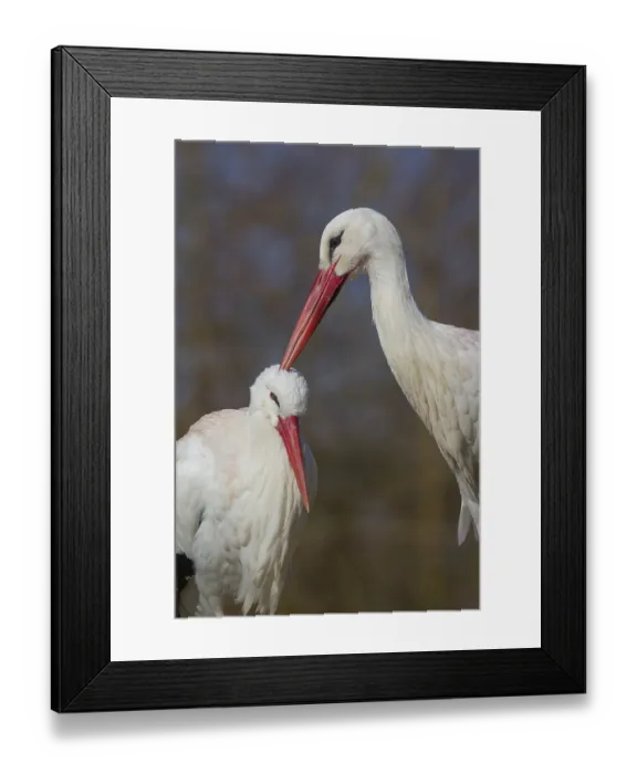 Framed Print : White Storks (Ciconia ciconia)