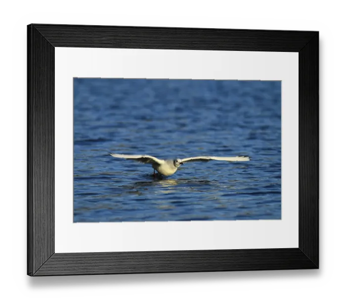 Framed Print : Black-headed gull (Chroicocephalus ridibundus) flying over water
