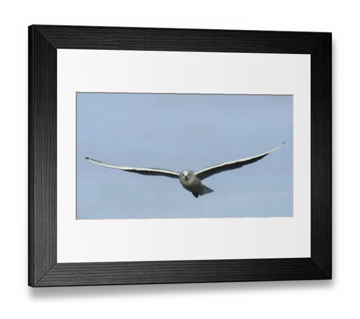 Framed Print : Black-headed Gull (Chroicocephalus ridibundus) in flight