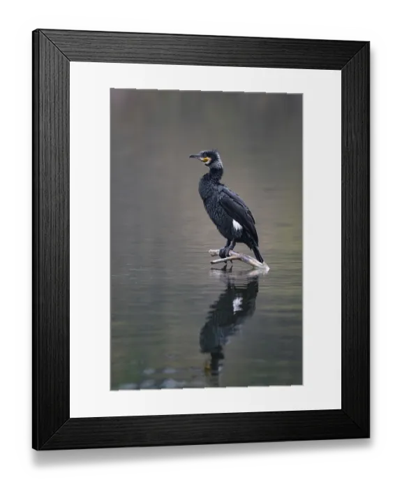 Framed Print : A cormorant sitting on a branch in the water