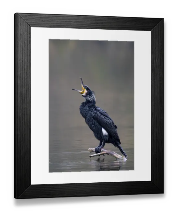 Framed Print : A cormorant sitting on a branch in the water