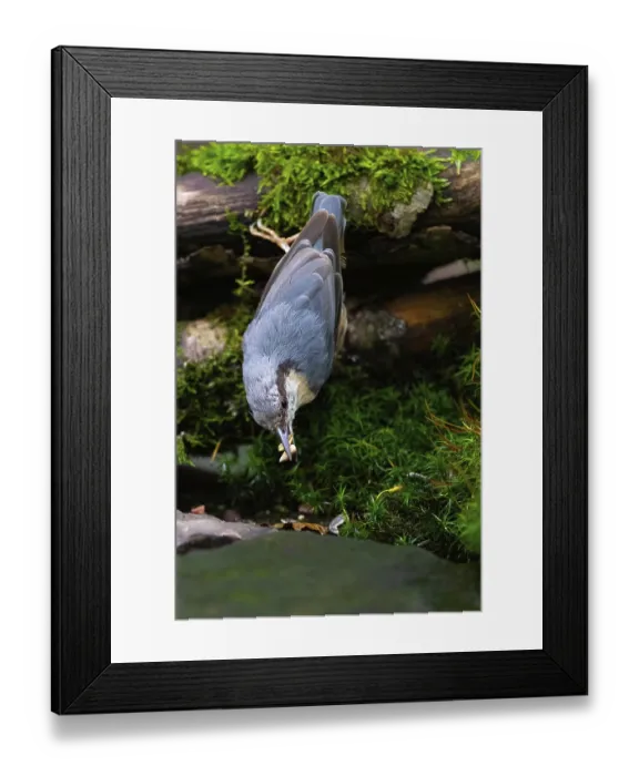 Framed Print : A nuthatch collects sunflower seeds at a feeding station