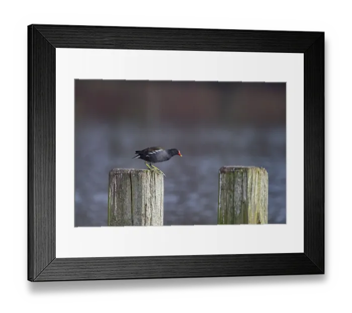 Framed Print : Water Rail (Gallinula chloropus) jumps from one jetty post to another Framed Print : Water Rail (Gallinula chloropus) jumps from one jetty post to another