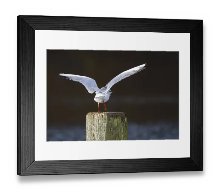 Framed Print : A black-headed gull (Chroicocephalus ridibundus)