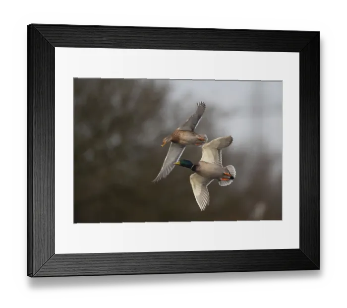 Framed Print : Mallards (Anas platyrhynchos) in flight