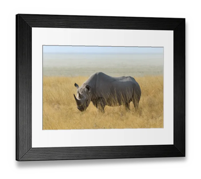 Framed Print : Black Rhino (Diceros bicornis) grazing at the edge of the Etosha Pan